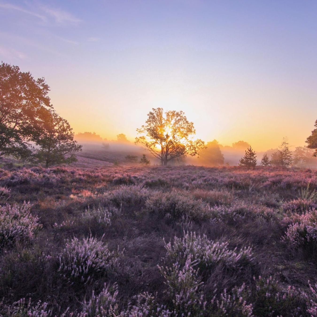 Chalet In Het Bos - Gezin - Wandelaars - Digital Nomads - Hs Wifi - Fijnspar 108 Aan de Wolfsberg 外观 照片
